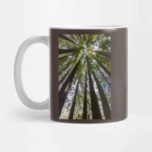 Looking up the tall redwood trees. Mug